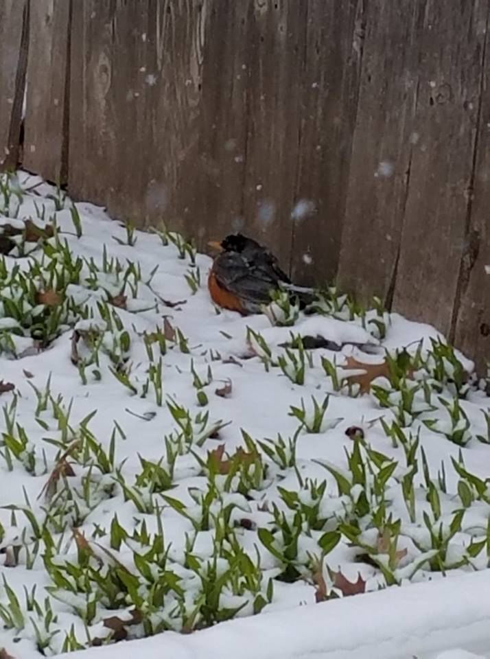 Snow photo